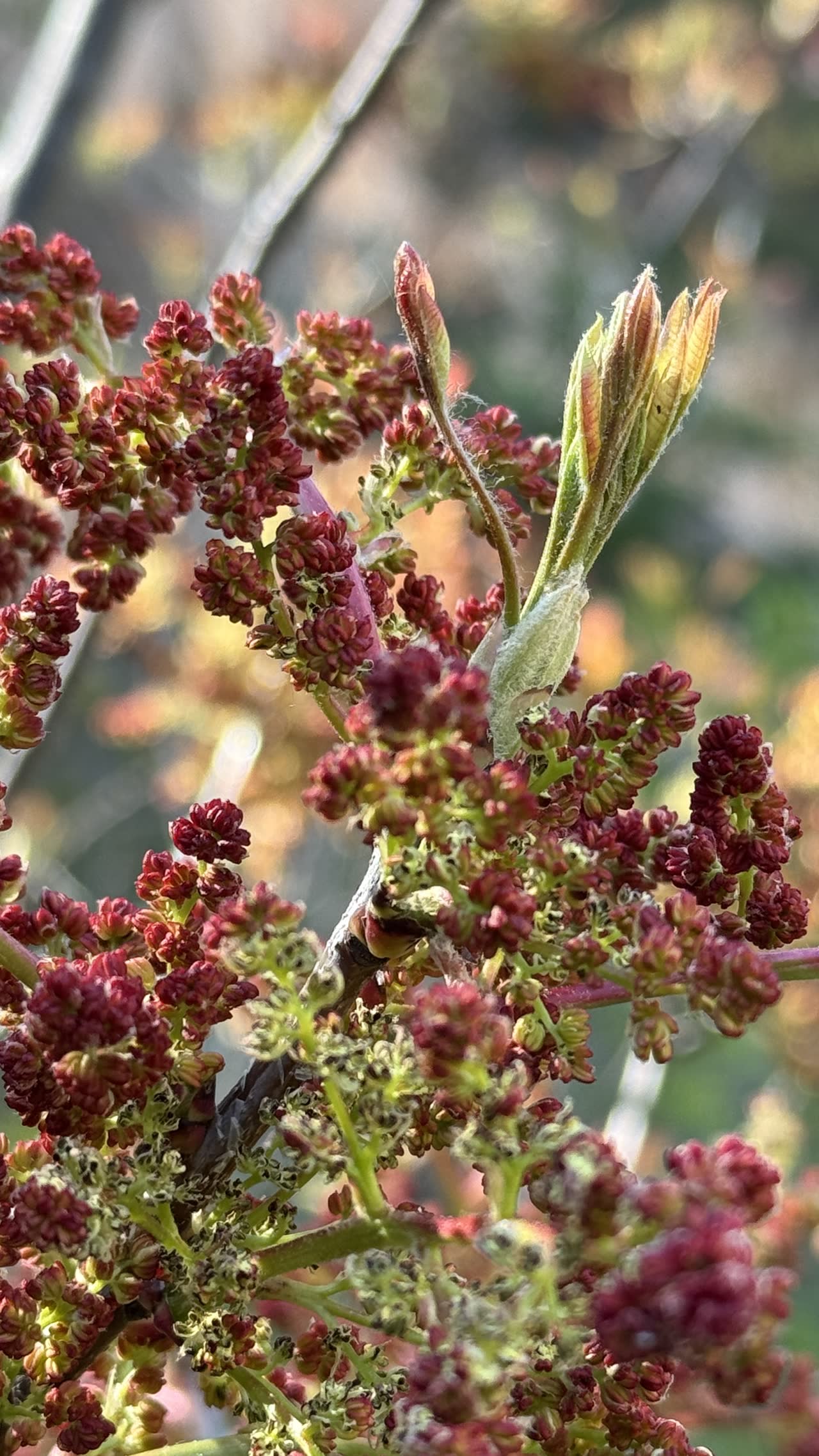 Primer plano de brotes rojizos de un arbusto silvestre cerca de Siurana