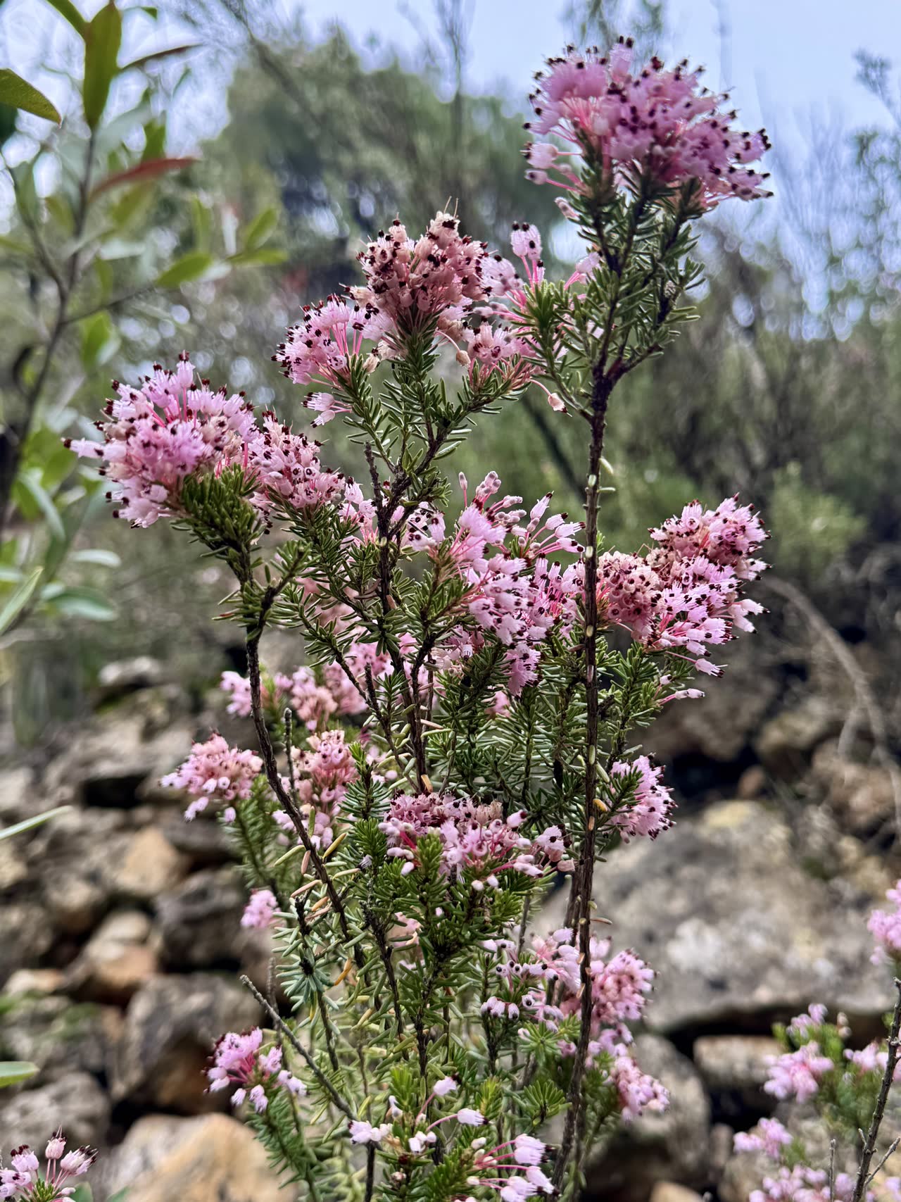 Primer plano de flores rosadas de brezo entre las rocas de Siurana